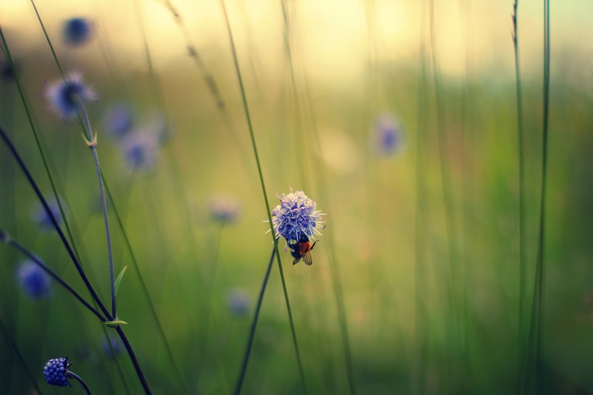 close up flower field bee purple stem