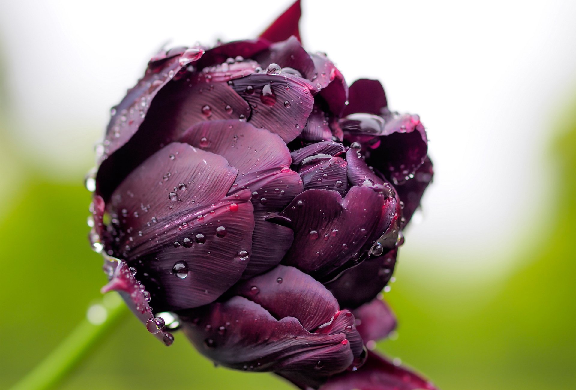 close up tulip bud drops rosa dark . purple