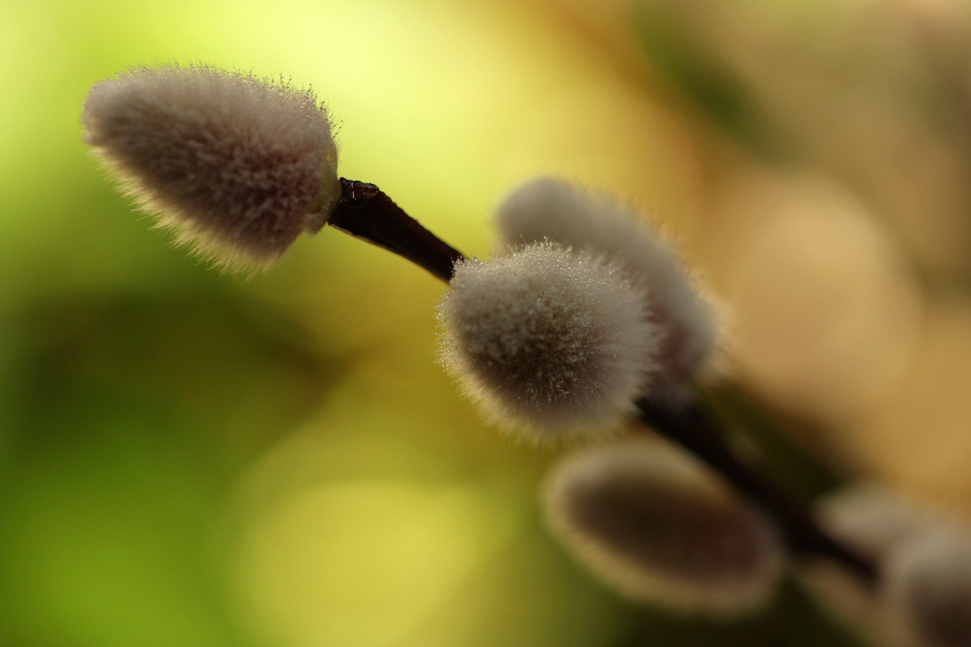 branch kidney willow close up blur nature spring