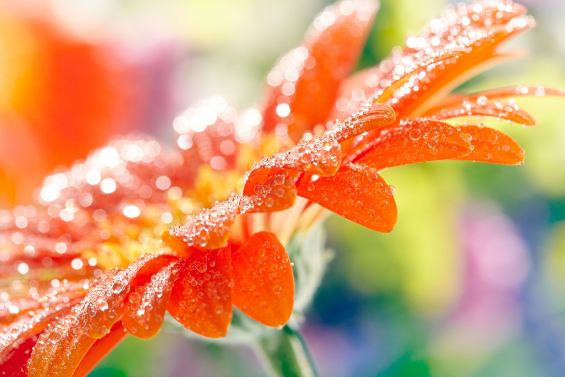 kwiat gerbera pomarańczowy płatki krople makro rozmycie