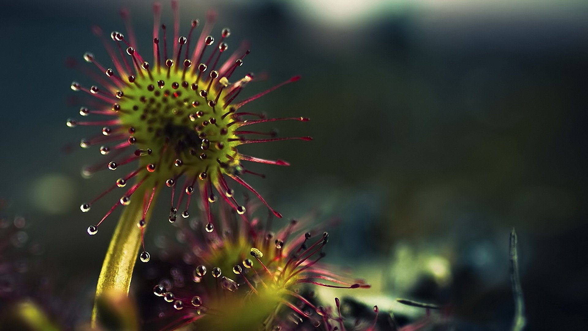 insectívoro planta depredador gotas líquido sustancia