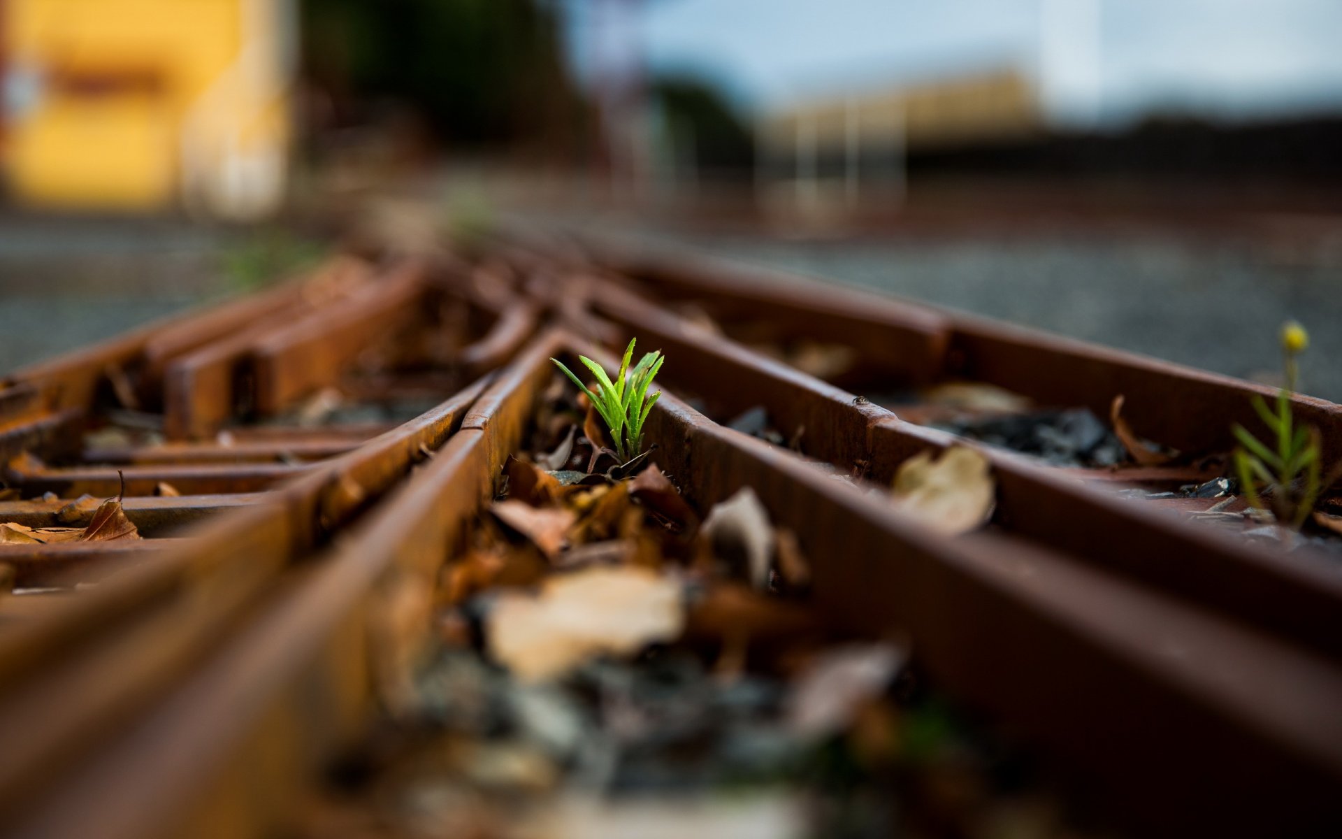 ferrocarril hierba macro