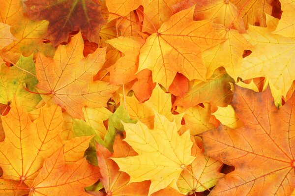 Jasne kolory jesieni na więdnących liściach