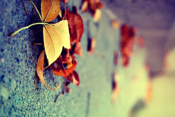 Yellow dry leaves macro