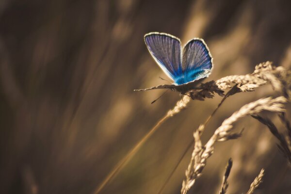 Butterfly on a dry spikelet in processing