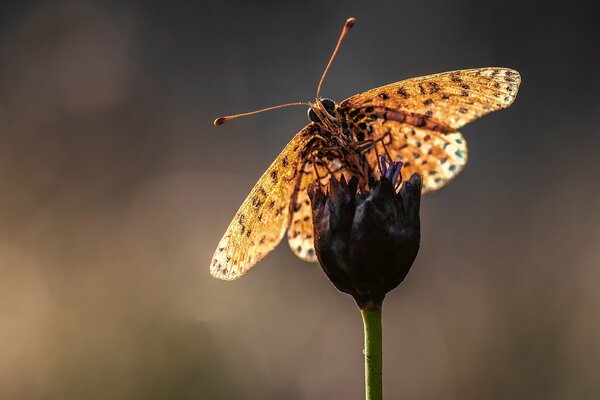 Ein Schmetterling sitzt auf einer Blütenknospe