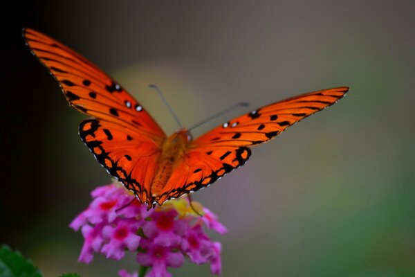 Jasny Motyl siedzący na pięknym kwiatku