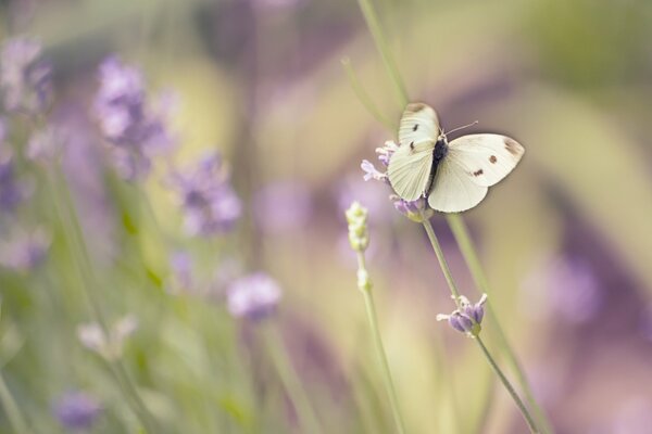 Papillon blanc au premier plan