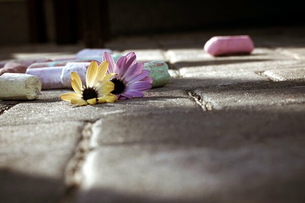 Fleurs et craies sur le trottoir