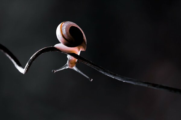 Snail upside down close-up