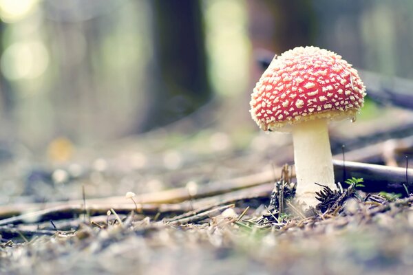 A handsome fly agaric on a thick white leg