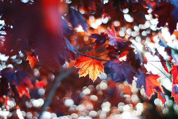 Maple leaves in the autumn forest in clear weather