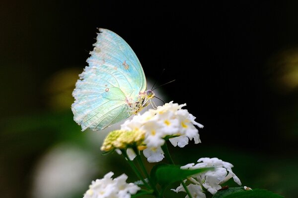 Türkis-Schmetterling auf weißen Blüten