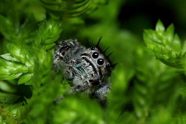 Makro. Spinne schaut hinter dem Gras her