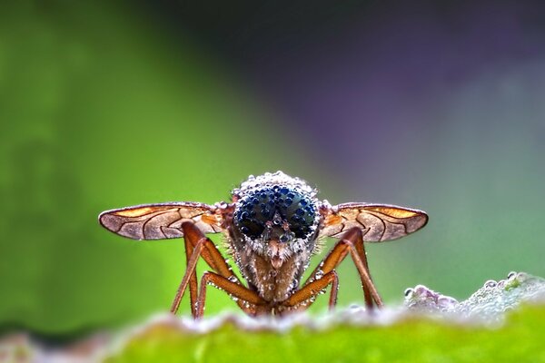 A fly in dew drops on a blurry background. Macro photography