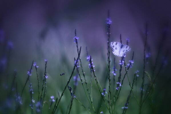 Papillon sur des fleurs lilas sur fond flou