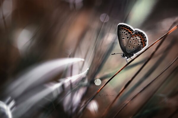 Schmetterling am Stiel des Grases mit Bokeh-Effekt