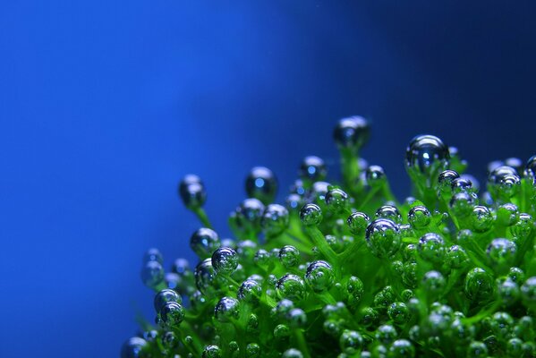 The underwater plant is shrouded in air bubbles
