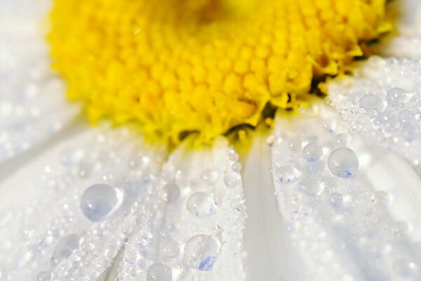 There are dew drops on the chamomile flower