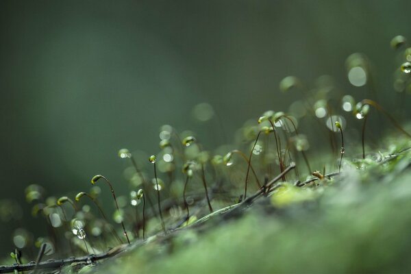 Macro. Sprouts in dew drops