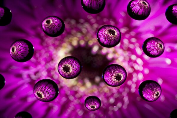 Pink macro balls like flower drops