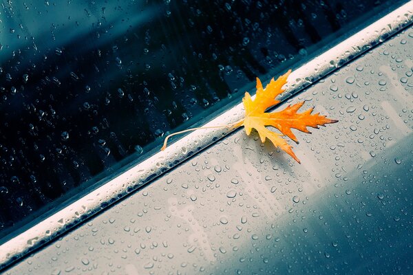 Yellow maple leaf on a car in raindrops