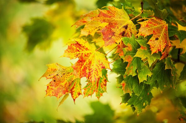 Autumn, yellow and green maple leaves