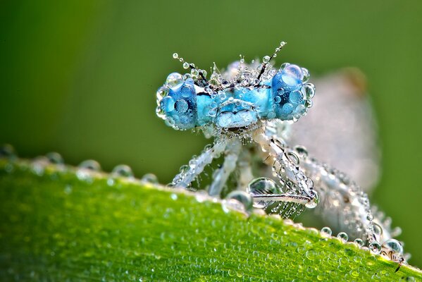 Green background sits a dragonfly leaf and dew drops