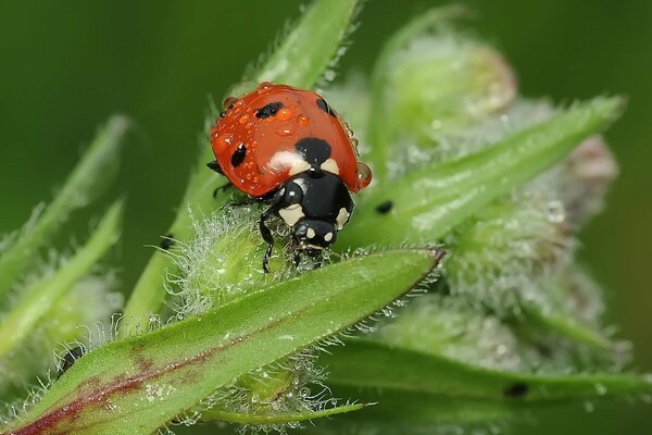 Marienkäfer auf einem Blatt mit Tau