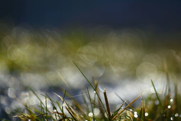 Blendung auf Gras mit Tautropfen