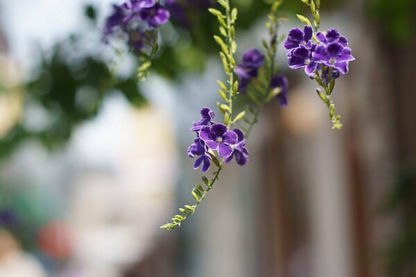 Fleurs pourpres de duranta. Macro et flou