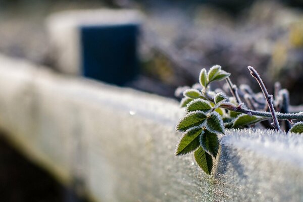 Green leaves on the fence