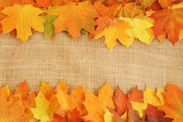 Bright colors of autumn on the leaves