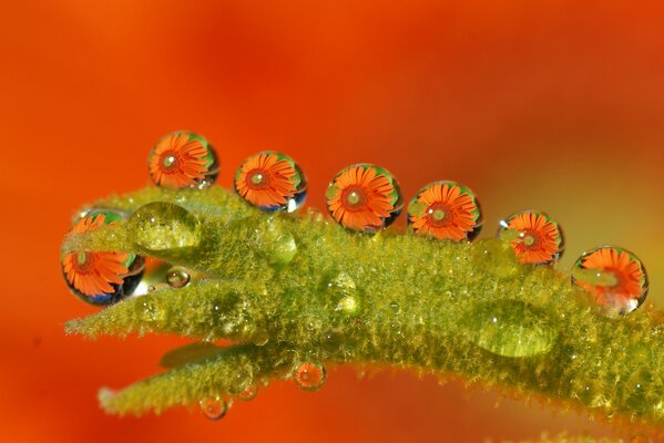 Macro green caterpillar in water droplets