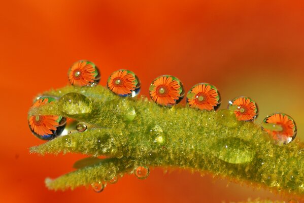 Gros plan de chenille verte dans les gouttes d eau