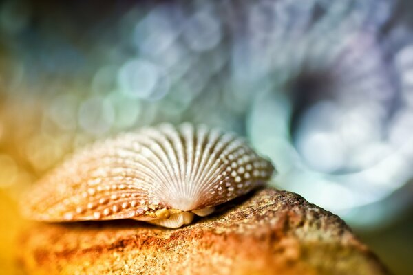 Meeresschalen-Makro im Sand