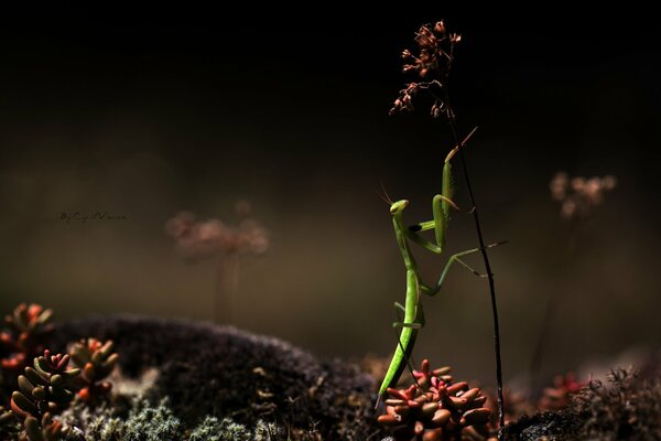 Insecte miracle rampant sur l herbe