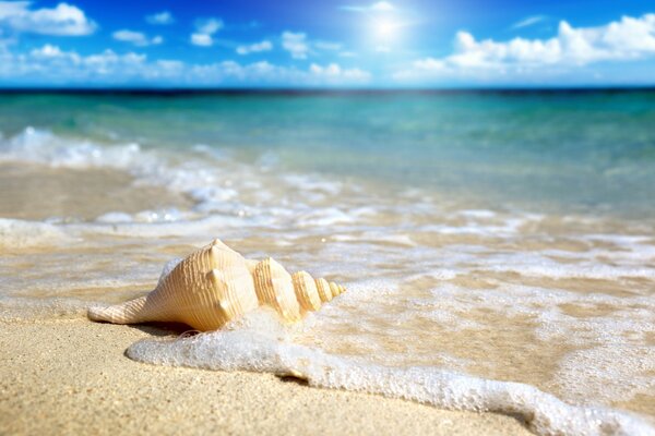 A shell washed by sea waves in shallow water