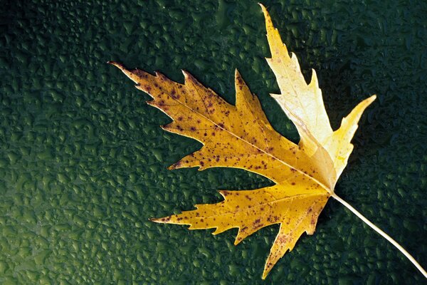 Foglia d acero autunnale con gocce d acqua su sfondo verde