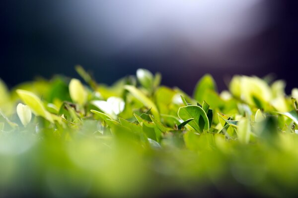 Delicate green leaves on a blurry background. Macro photography