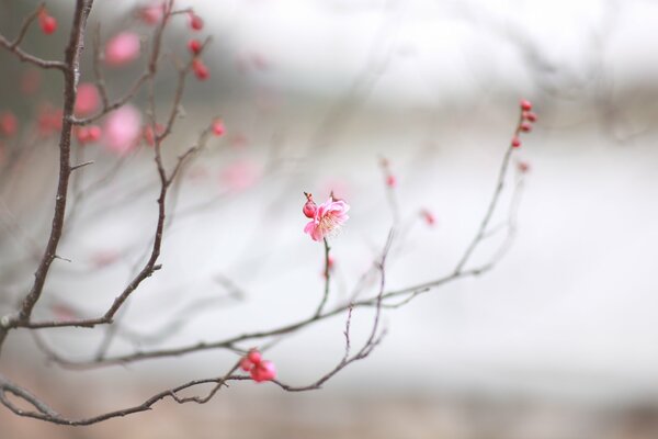 Sakura branch on a white background