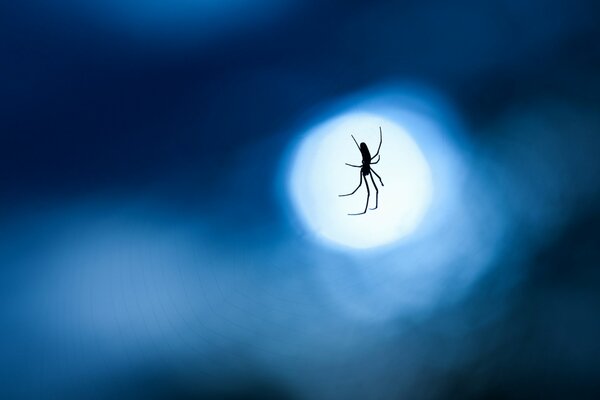 Ragno su una ragnatela di notte. Fotografia macro
