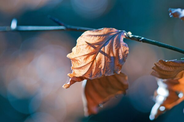 Feuilles séchées d automne sur une branche