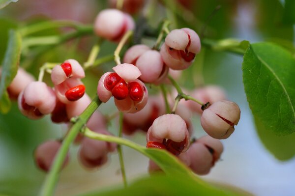 Rosa Schachteln mit roten Beeren