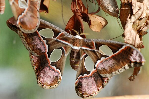 Una farfalla con buchi sulle ali si siede sulle foglie