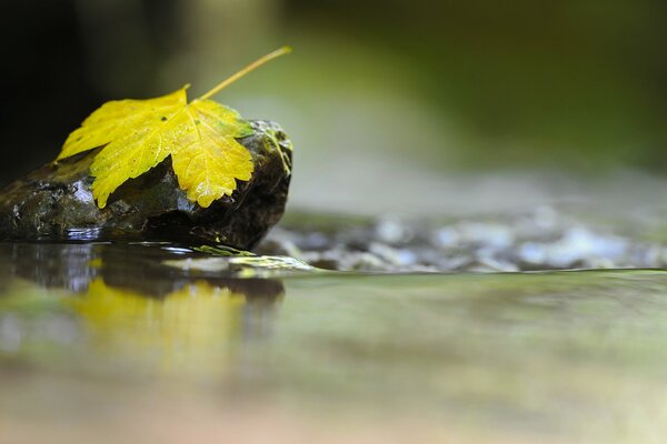 Feuille d automne sur une pierre dans l eau