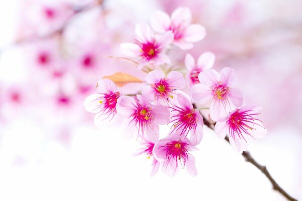 Branche de cerisier en fleurs au printemps