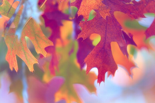 Feuilles d automne lumineux closeup