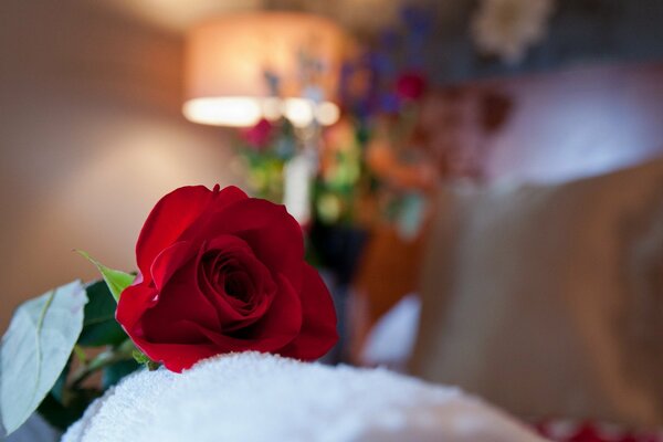 Romantik. Rote Rose im Zimmer