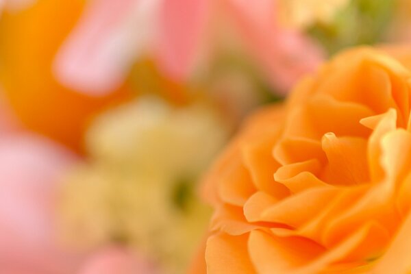 Orange flower on a blurry background